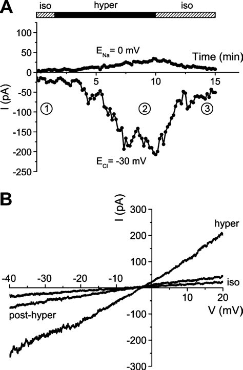 Whole Cell Patch Clamp Recording On The Hypertonic Activation Of