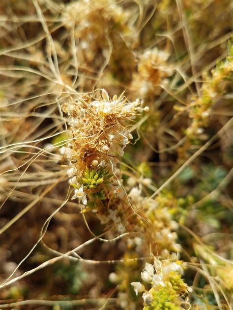 Salt Flats Dodder From Colusa County CA USA On July 30 2019 At 09 15