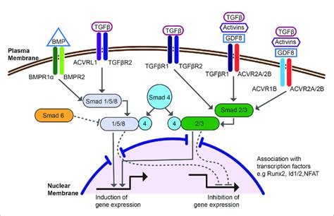 Schematic Overview Of The Canonical Smad Dependent Bmp And Tgf B