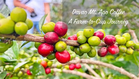 Davao Mt. Apo Coffee: A Farm-to-Cup Journey