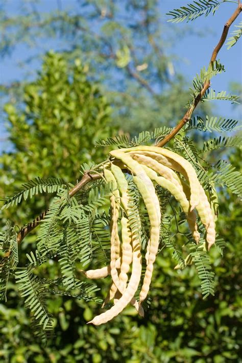 Mesquite Pods stock image. Image of pair, compound, fruits - 957643