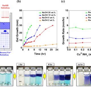 Dissolution Test Of The Chitosan Cu Hydrogel A Influence Of Cu