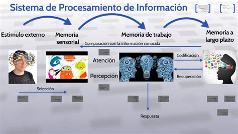 Teor As De La Percepci N Las Fases Del Proceso Perceptivo