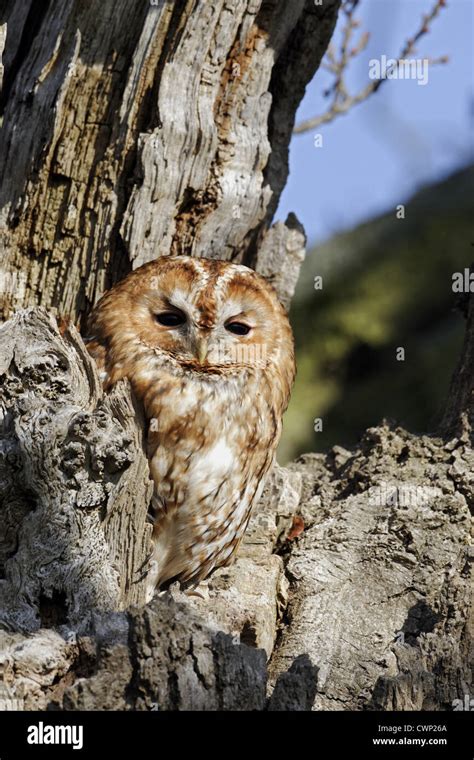 Tawny Owl Strix Aluco Adult Roosting Outside Tree Hole During