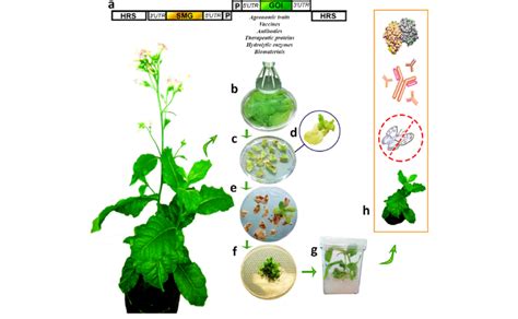 Schematic Representation Of Tobacco Chloroplast Transformation Via