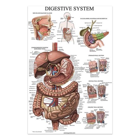 無框人體解剖帆布畫肌肉海報印刷人體圖片醫學教育牆藝術海報房間裝飾 蝦皮購物