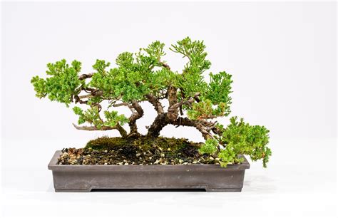 Procumbens Juniper — KOMOREBI BONSAI