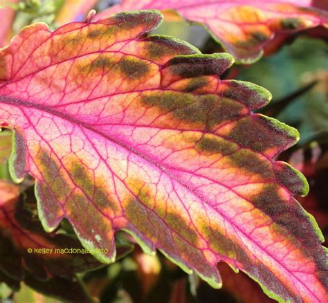 Coleus Beauty Of Lyon Kelley Macdonald Flickr