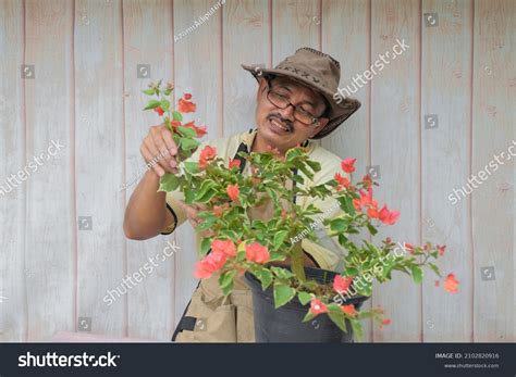 Gardener Making Arrangement Pruning Wiring Bougainvillea Stock Photo