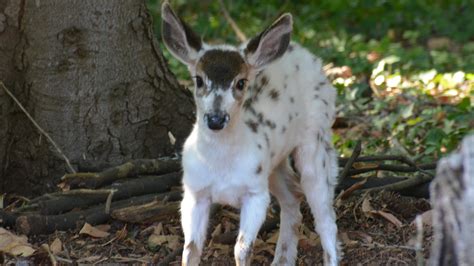 Rare piebald deer fawn shows in Oregon family's yard