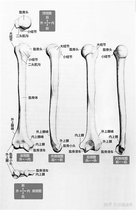 坚持学画：人体结构之骨骼部分——肱骨 知乎