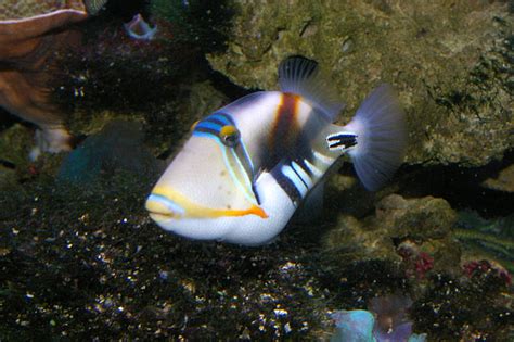 Hawaiian Triggerfish Rhinecanthus Aculeatus