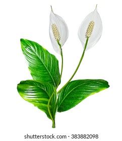 Bouquet Two Decorative Flowers Spathiphyllum On Stock Vector Royalty