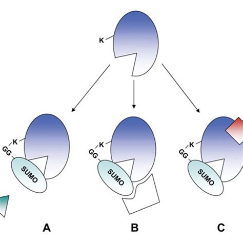 (PDF) Mechanisms, regulation and consequences of protein SUMOylation 