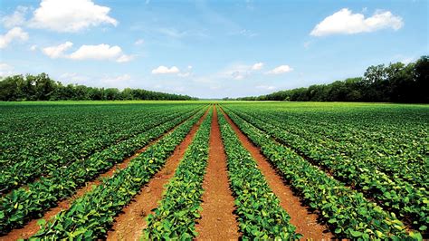 On Nigerian agricultural landscape - FarmingFarmersFarms