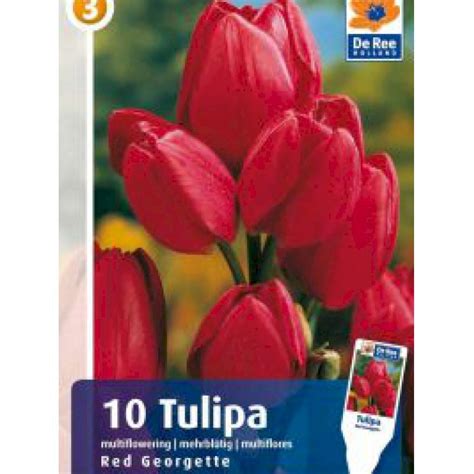 Multiblomstrende tulipan Red Georgette 50 Blomsterløg