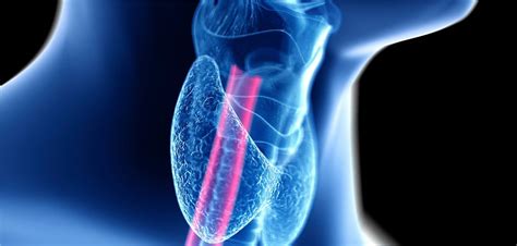 Eosinophile Sophagitis Zulassungsempfehlung F R Dupixent