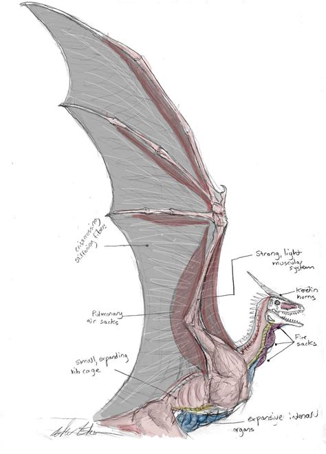 Dragon Wing and Chest Anatomy | Dragon anatomy, Dragon sketch, Dragon art