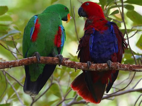 Eclectus Parrot Pair