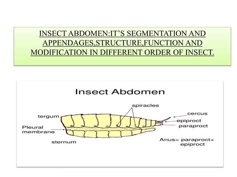 INSECT ABDOMEN:IT’S SEGMENTATION AND APPENDAGES,STRUCTURE,FUNCTION AND ...