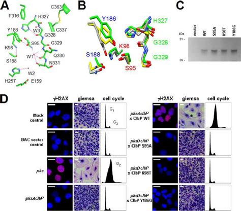 Key Residues In The ClbP Active Site A Residues Of ClbP Located In