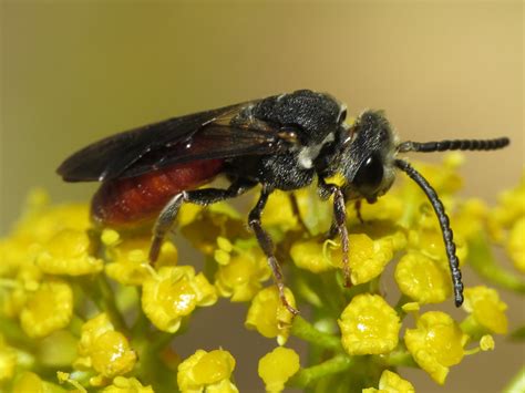 Sphecodes Sp Halictidae Sweat Bees Simon Oliver Flickr