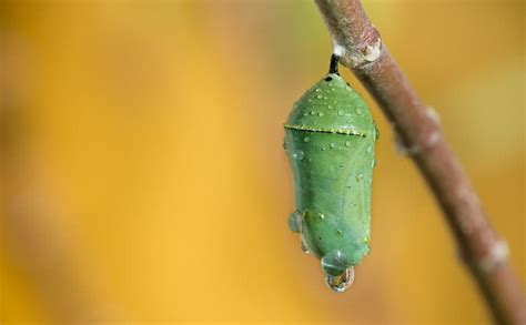 Insect Life Cycles 101: Hemimetabolous Vs. Holometabolous Explained