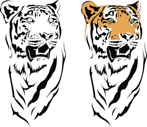 Bengal Tiger Roar Drawing Illustrations, Royalty-Free Vector Graphics ...