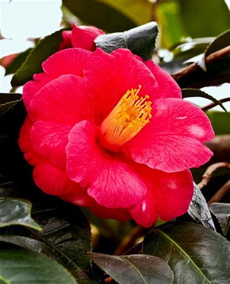 Alabama State Flower - Red Camellia | Unique flowers, Flowers, Floral