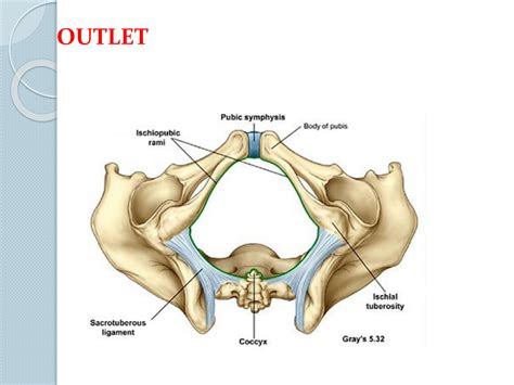 SOLUTION Cross Sections Of Pelvis And Perineum Studypool