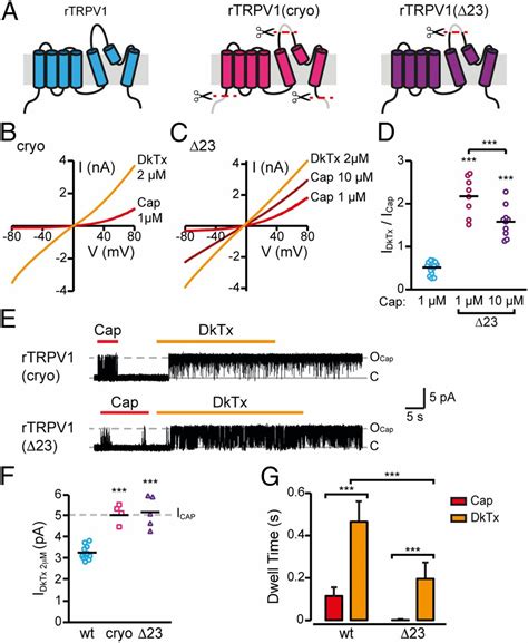 TRPV1 Pore Turret Dictates Distinct DkTx And Capsaicin Gating PNAS