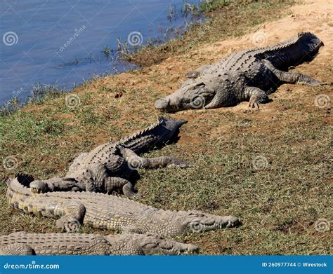 Group Of Nile Crocodiles Crocodylus Niloticus On The Shore Of A River