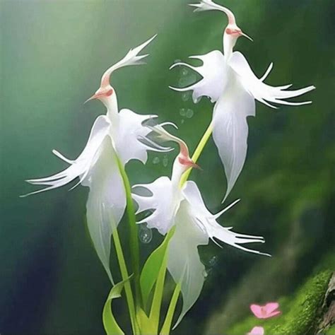 200 RARE White Egret Orchid Habenaria Radiata Flower Seeds SHEIN Brasil