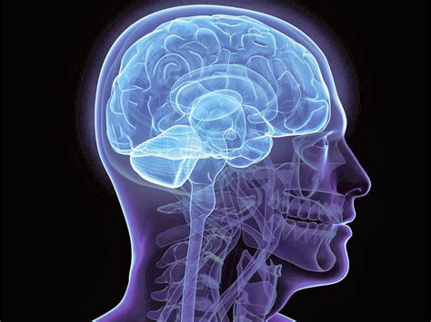 Estude e saiba ainda mais sobre Neuro Anatomia - Blog do Quero Conteúdo