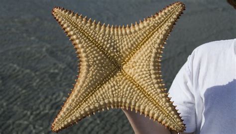 What Are the Functions of the Ampulla on a Starfish? | Sciencing