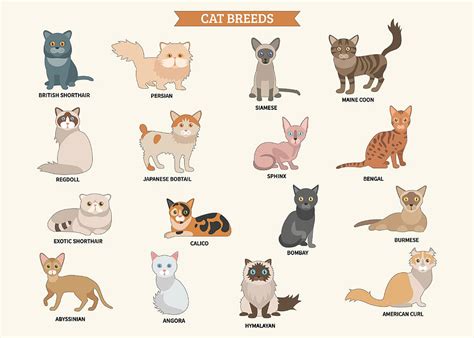 cat breeds poster list  cat breeds sticker set painting  phillips