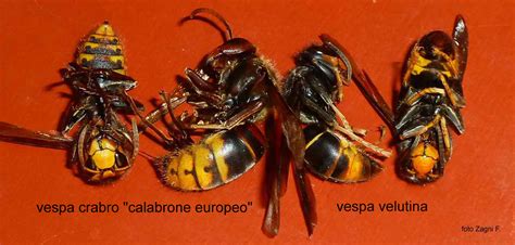 Vespa Velutina Debellati Nidi Nel Ora Entra In Azione Anche