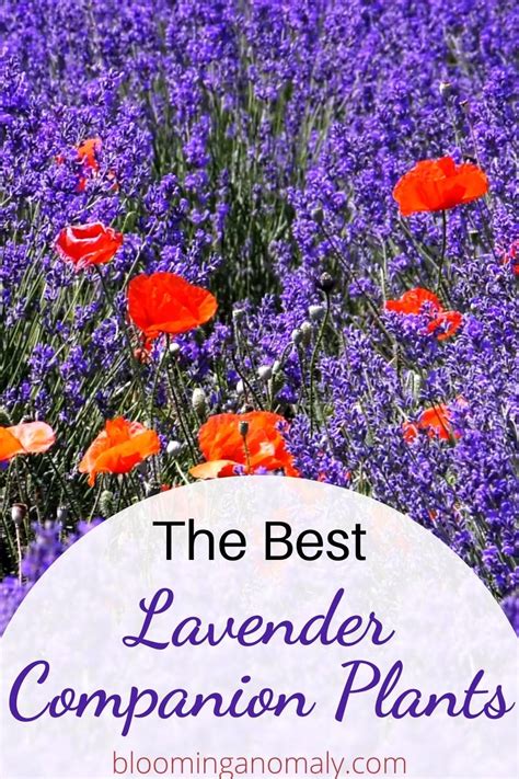 The Best Lavender Companion Plants Artofit