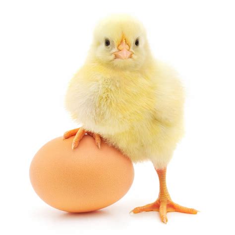 🐔what Comes First The Chicken Or The Egg🥚 First Call Helpdesk