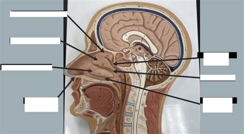 Nasal Cavity Labeling Diagram | Quizlet