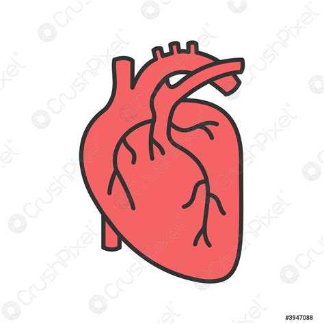 Human heart anatomy color icon - stock vector 3947088 | Crushpixel