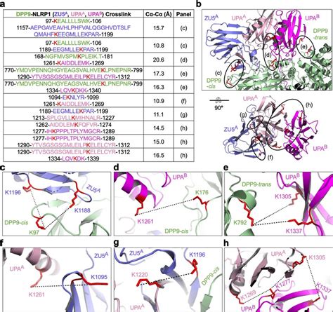 Crosslinking Mass Spectrometry Analysis Of The Nlrp Dpp Complex A