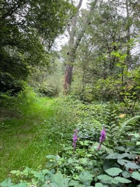 Wandelroute Eckart Ommetje Nuenen Te Noord Brabant