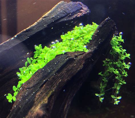 Dwarf Baby Tears Growing Like Moss On A Log Forming Hanging Vines