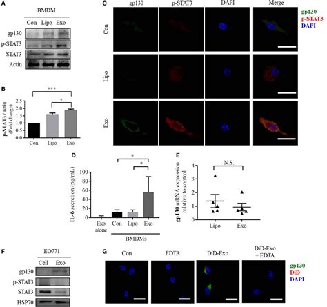 Frontiers Breast Cancer Derived Exosomes Alter Macrophage