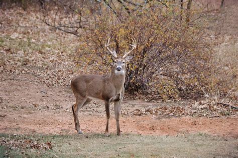 Big 8 Point Buck Deer Photograph by Gaby Ethington - Fine Art America