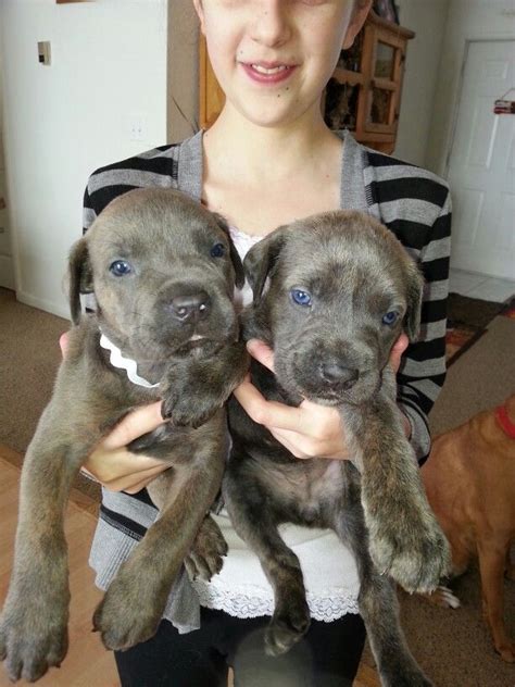 Blue brindle female Cane Corso puppies . ... Courtesy of Kloud 9 Cane Corso www.kloud9canecorso ...