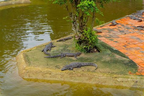 The Crocodile is on the Farm. Stock Photo - Image of landscape, yang ...