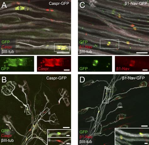 Characterization Of Thy Caspr Gfp And Thy Nav Gfp Mice A