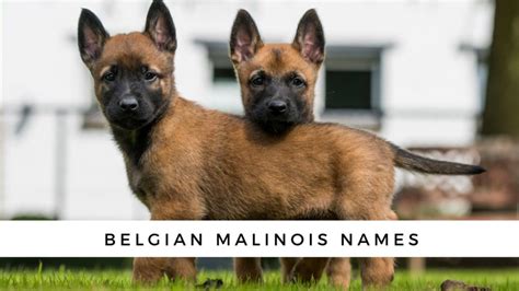 Belgian Malinois Names {Male + Female} (2023)